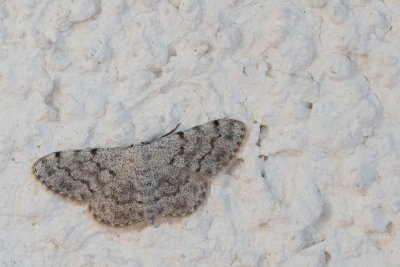 Scopula confinaria (-)