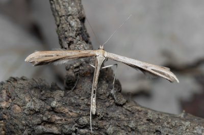Emmelina monodactyla (pernatuška svlačcová)