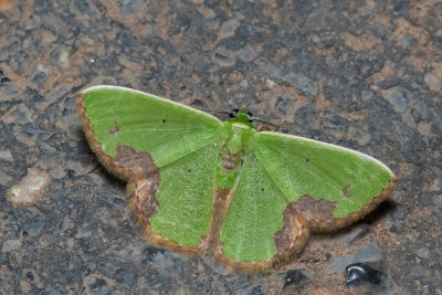 Comibaena sp.