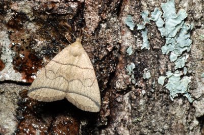 Herminia grisealis (žlutavka šedavá)