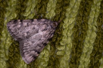 Aglossa pinguinalis (zavíječ tukomilný)