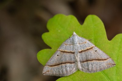 Scotopteryx mucronata/luridata (vlnočárník podobný/vřesový)