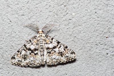 Fagivorina arenaria (různorožec černopásný)