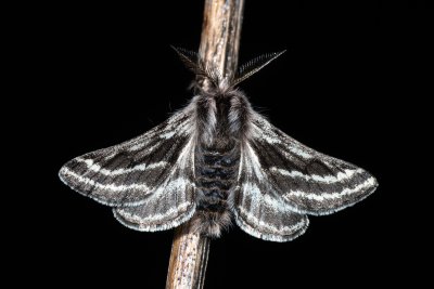 Lycia zonaria (drsnokřídlec bělopásný)