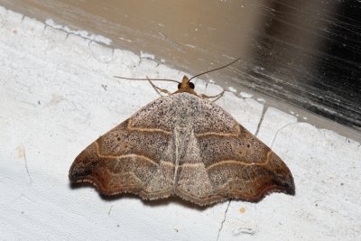 Laspeyria flexula (lišejnice šedá)
