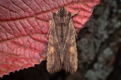 Lithophane semibrunnea (dřevobarvec hnědý)