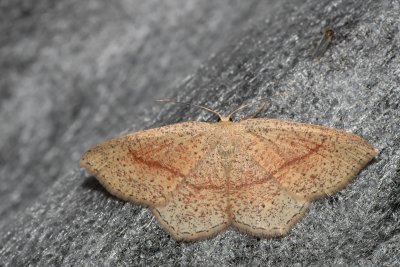 Cyclophora quercimontaria (očkovec rudopásný)
