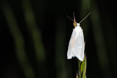 Eana argentana (obaleč stříbřitý)