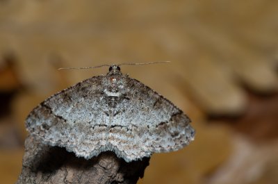Paradarisa consonaria (různorožec lipový)