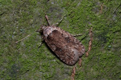 Agonopterix heracliana (plochuška bolševníková)