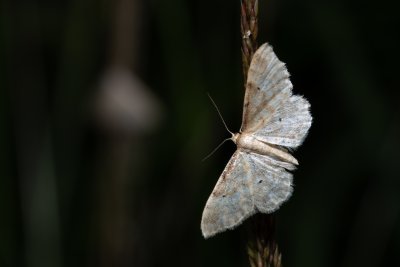 Idaea fuscovenosa (žlutokřídlec lesklý)