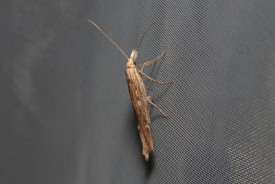 Ypsolopha mucronella (-)