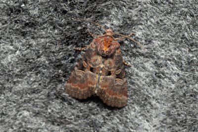 Mesoligia literosa (šedavka znamenaná)