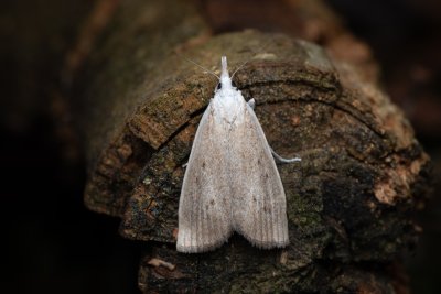 Calamotropha paludella (travařík bělavý)