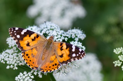 Vanessa cardui (babočka bodláková)