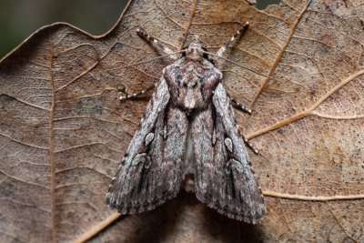 Dichagyris signifera (-)