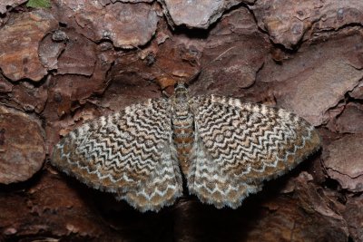 Hydria undulata (píďalka vlnkovaná)