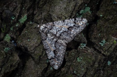 Agriopis leucophaearia (tmavoskvrnáč dubový)