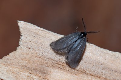 Psychidae sp.