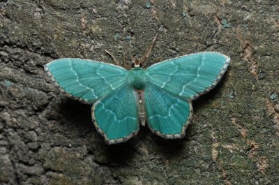 Hemithea aestivaria (zelenopláštník trnkový)