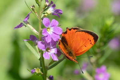 Lycaena ottomana (-)