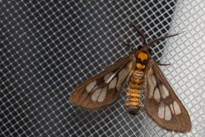 Eressa sp.