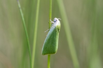 Earias clorana (zeleněnka vrbová)