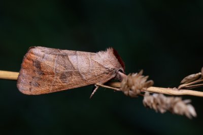 Clostera anastomosis (vztyčnořitka vrbová)