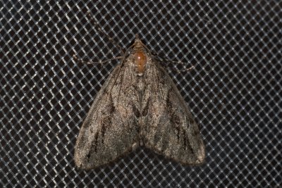 Thera cupressata (-)