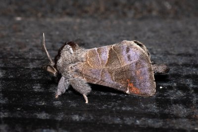 Clostera pigra (vztyčnořitka osiková)