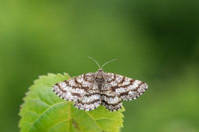 Ematurga atomaria (tmavoskvrnáč vřesový)