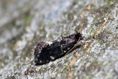 Narycia duplicella (vakonoš lesní)