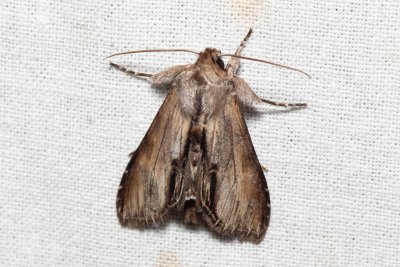 Shargacucullia prenanthis (kukléřka věsenková)