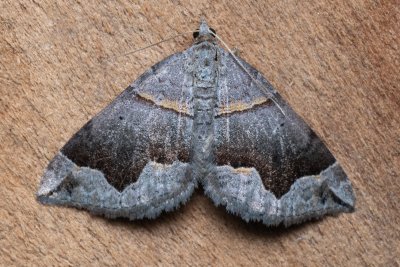 Scotopteryx moeniata (vlnočárník janovcový)