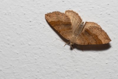Scotopteryx chenopodiata (vlnočárník sveřepový)