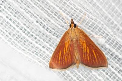Nascia cilialis (-)