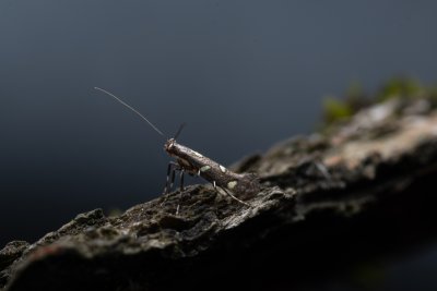 Calybites phasianipennella (-)
