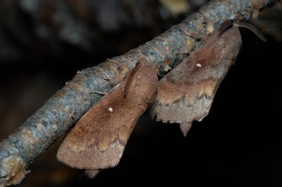 Dendrolimus pini (bourovec borový)