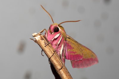 Deilephila elpenor (lišaj vrbkový), Devět křížů