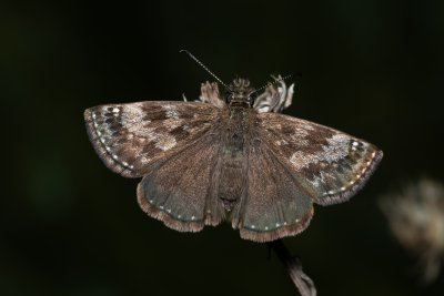 Erynnis tages (soumračník máčkový)