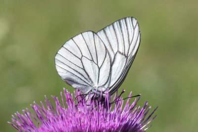 Aporia crataegi (bělásek ovocný)