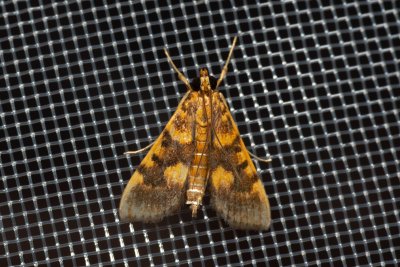 Omiodes sp.