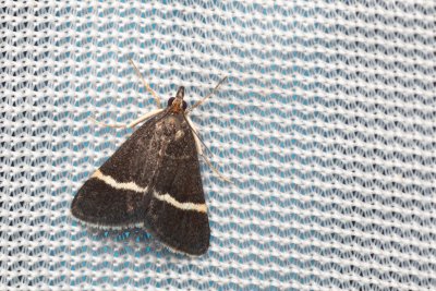 Pyrausta cingulata (zavíječ běločárný)