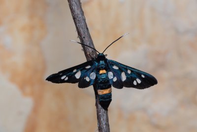 Amata marjana (-)