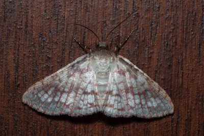 Rhodoneura sp.
