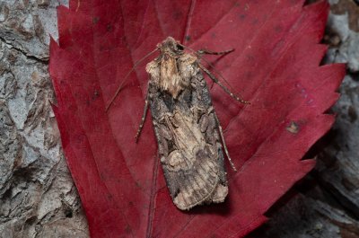 Opigena polygona (osenice jižní)