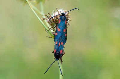 Zygaena lonicerae (vřetenuška pětitečná)