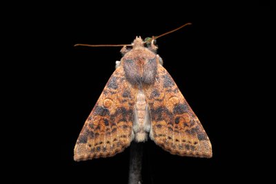 Xanthia ocellaris (zlatokřídlec topolový)