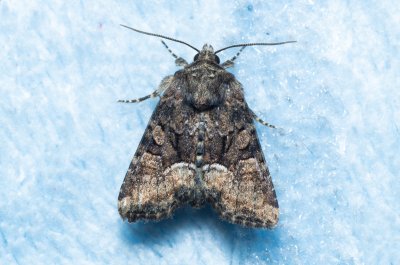 Oligia sp.