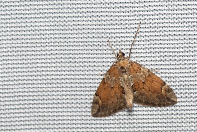 Thera obeliscata (píďalka sosnová)